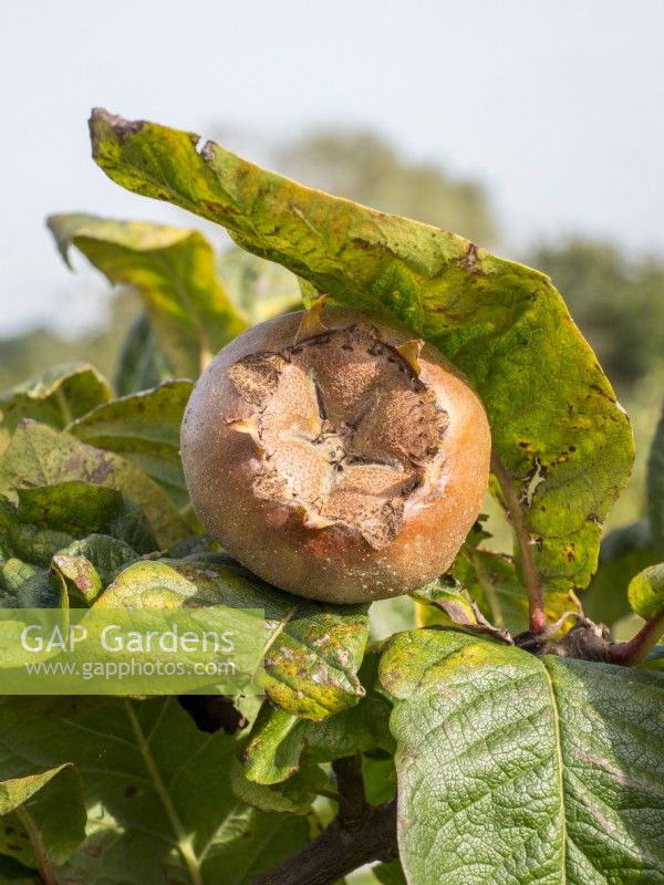 Mespilus Germanica 'Nottingham' fruit ripening in the autumn sunshine