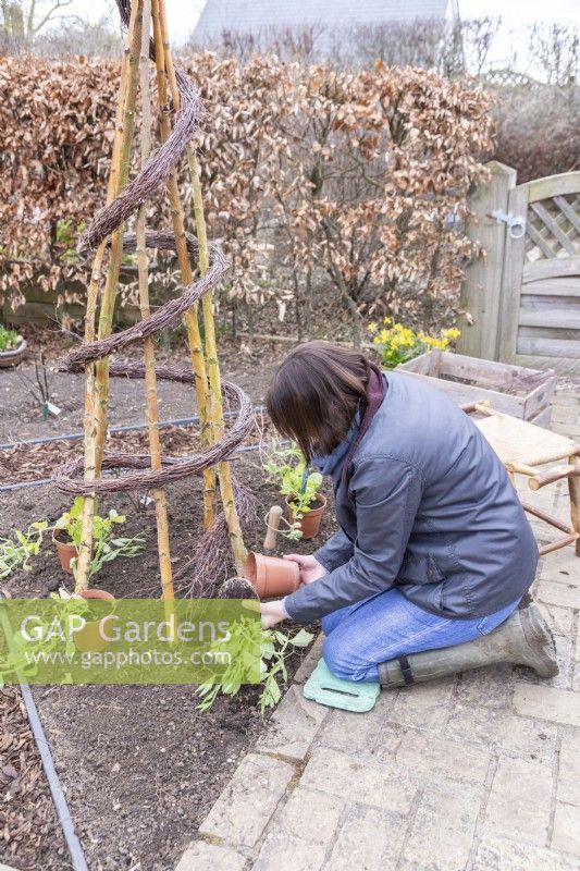 Woman planting sweet peas at the base of the spiral support