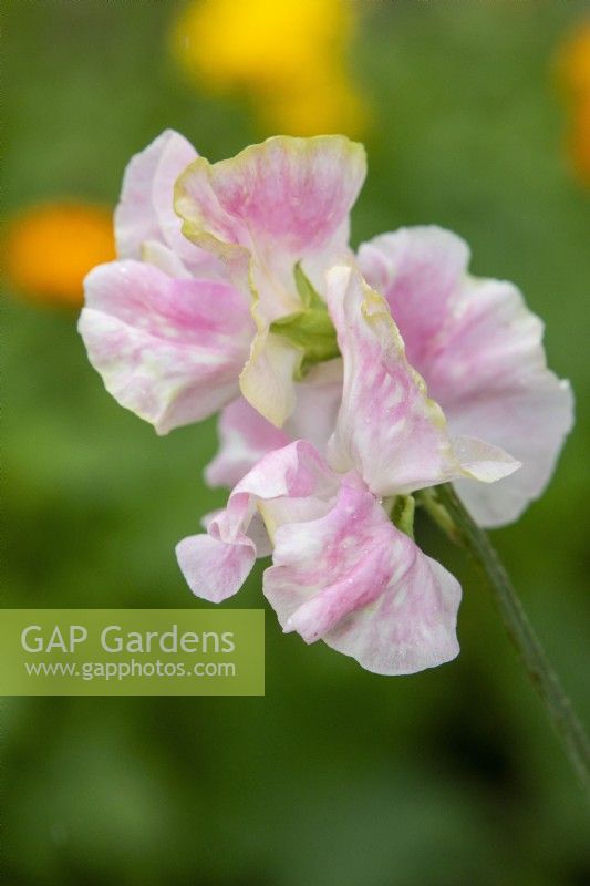 Lathyrus odoratus 'Mrs Bernard Jones' - sweet pea - July