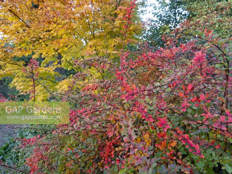 Berberis wilsoniae and Japanese Maple in the background foliage changing colour November Autumn