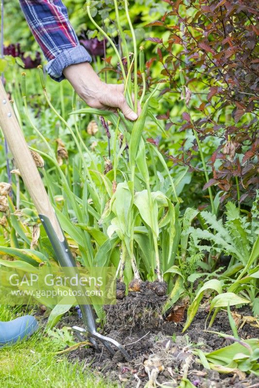 Woman digging up Tulip bulbs