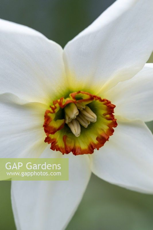 Narcissus poeticus var. recurvus,  'Pheasant's Eye'