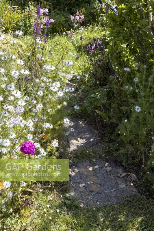 A narrow path with 3 paving slabs edged by white Nigella damascena, Love-in-the-mist. June. 