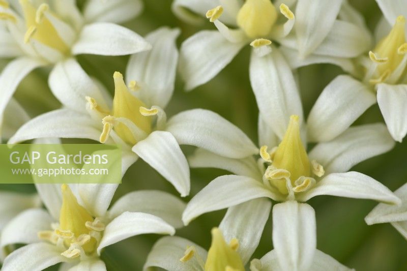 Scilla peruviana  'Alba'  Portuguese squill  Hyacinth of Peru  June