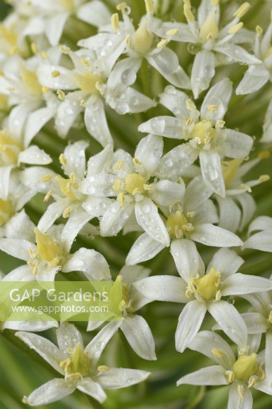 Scilla peruviana  'Alba'  Portuguese squill  Hyacinth of Peru  June