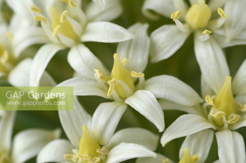 Scilla peruviana  'Alba'  Portuguese squill  Hyacinth of Peru  June