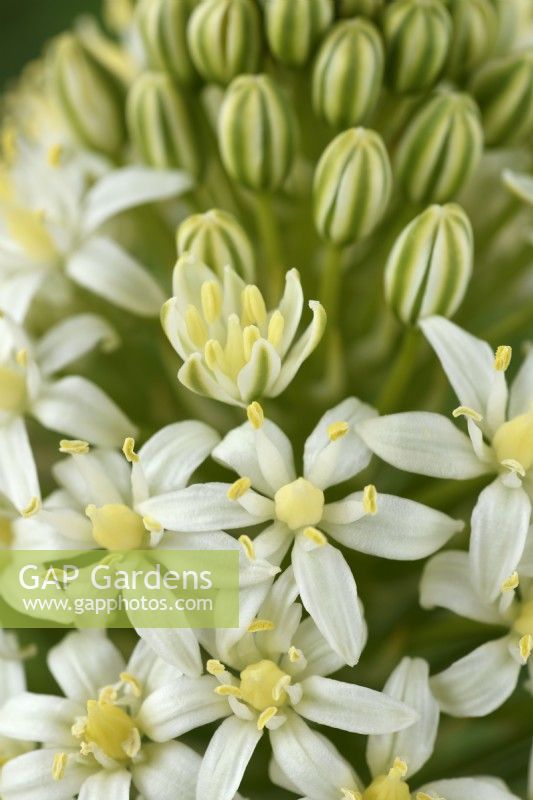 Scilla peruviana  'Alba'  Portuguese squill  Hyacinth of Peru  June