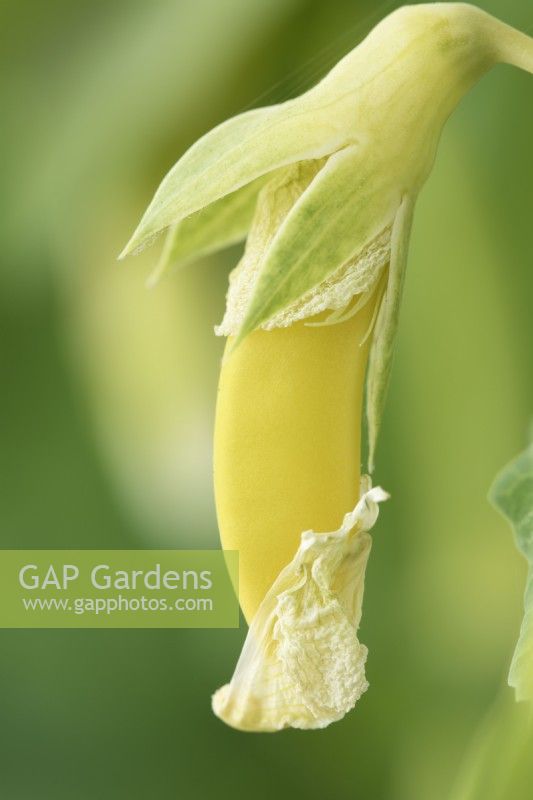 Pisum sativum  'Opal Creek'  Sugarsnap pea pod forming as flower dies  June