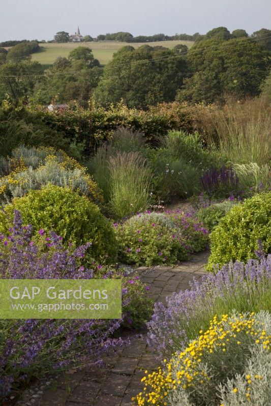 Drought tolerant garden filled with mediterranean plants.  Curved brick pathway winds through The Jewel Garden -  Nepeta 'Six Hills Giant' - Catmint,   Santolina chamaecyparissus ' Yellow Buttons', Euphorbia seguieriana subsp. niciciana , grasses including Calamagrostis brachytricha and Stipa gigantea, Geraniums, Salvia nemerosa 'Caradonna',  Lavender, Buxus sempervirens balls - Box. View over the fields to Pett Church.
 