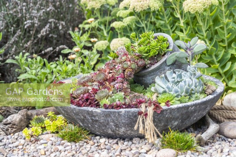 Succulent spill pot planter in gravel garden