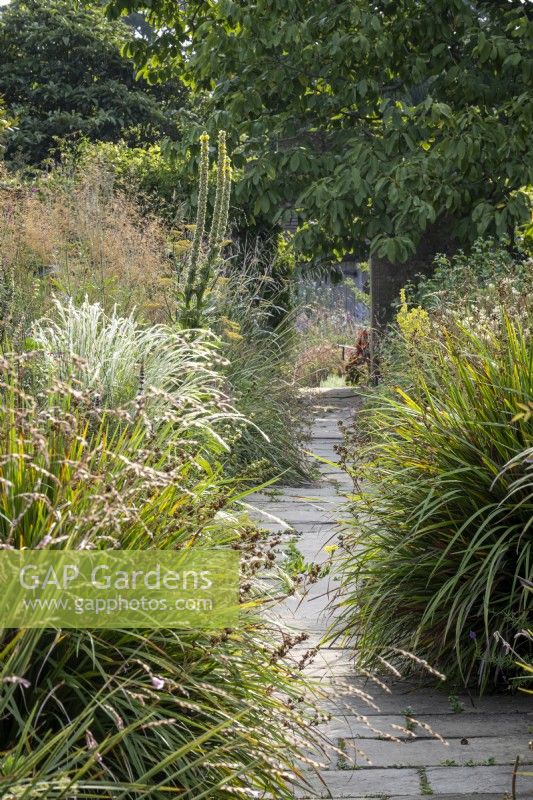Paved pathway through overflowing borders containing grasses, seedheads and Great Mullein, Verbascum thapsis, late summer