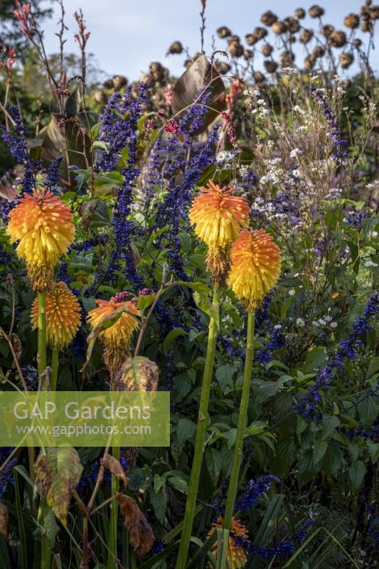 Kniphofia rooperi and Salvia 'Indigo Spires' in autumn border