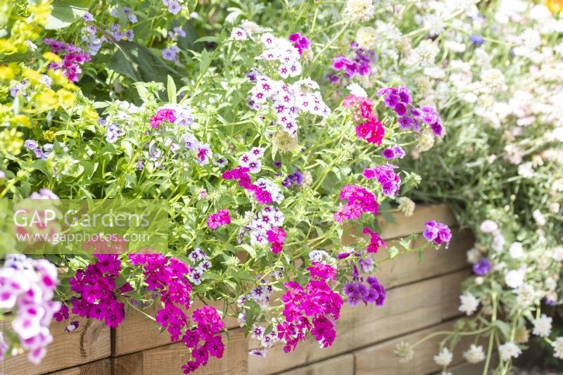 Phlox drummondii 'Tapestry' in raised bed