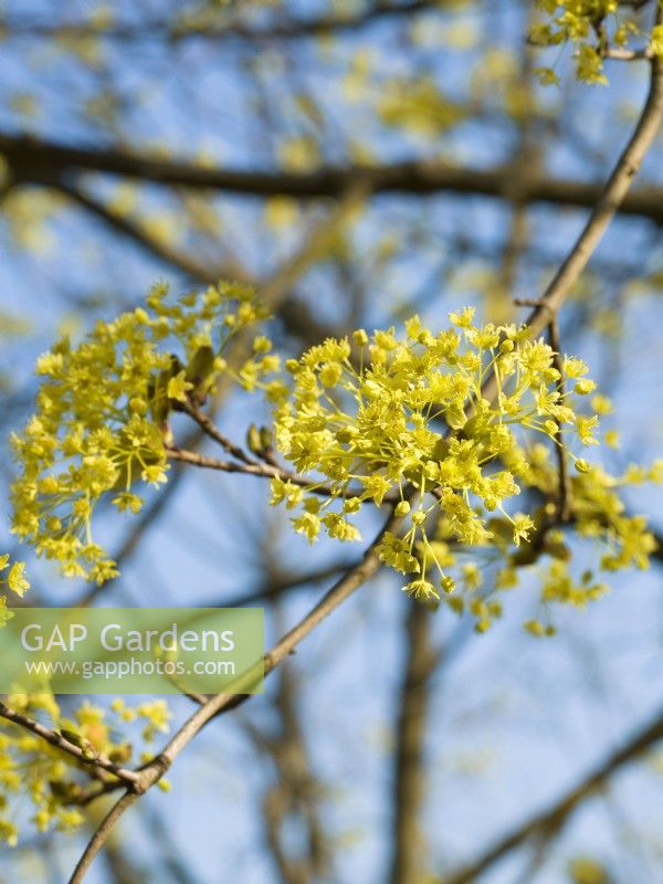 Acer platanoides in the spring, spring April