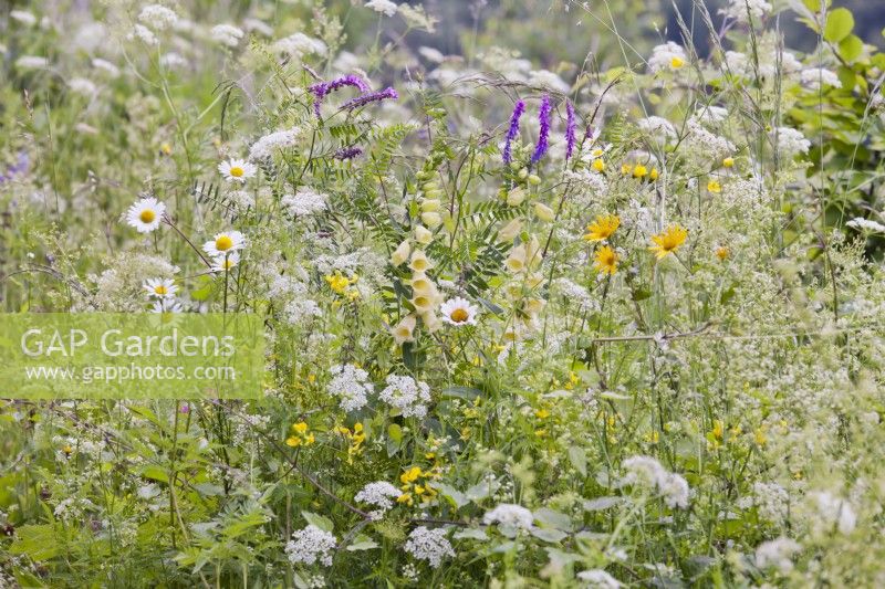 Wild flower meadow with mostly white - yellow colours including Digitalis grandiflora - Large yellow foxglove,  Leucanthemum vulgare -  oxeye daisy,  Daucus carota - wild carrots,  Buphthalmum salicifolium - yellow ox eye., Lotus corniculatus - Birds foot trefoil and Vicia cracca - tufted vetch.