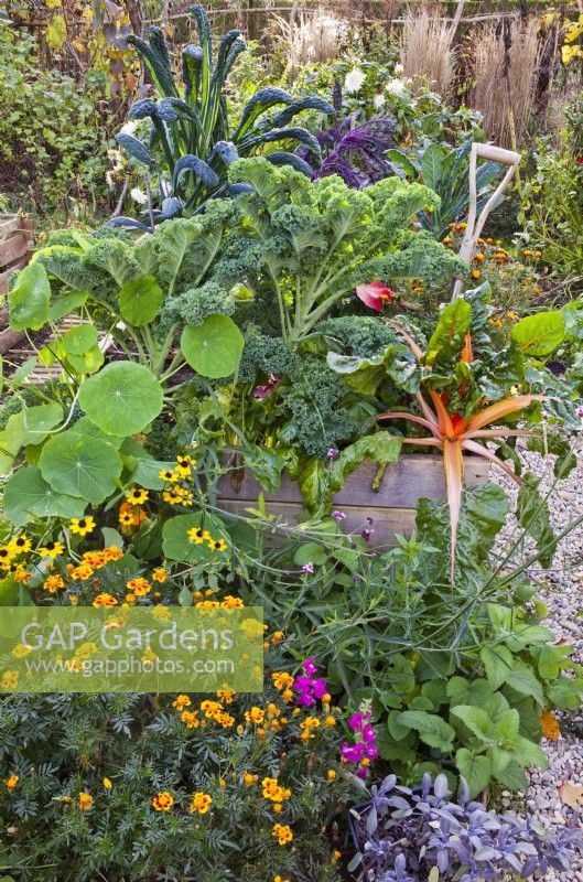 Raised vegetable bed in November with French marigold, nasturtium, sage, curly kale and Swiss chard.