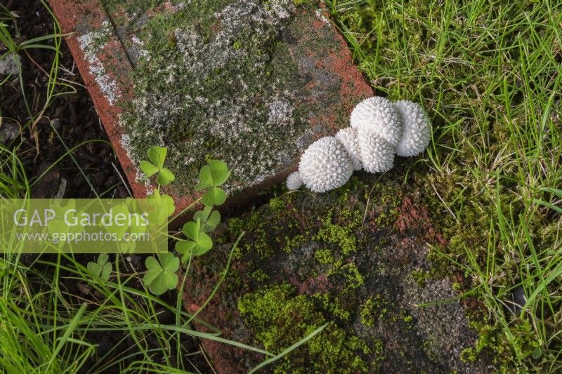 Lycoperdon marginatum - Peeling Puffball Mushrooms growing in joint between red brick edging in grass lawn in summer,