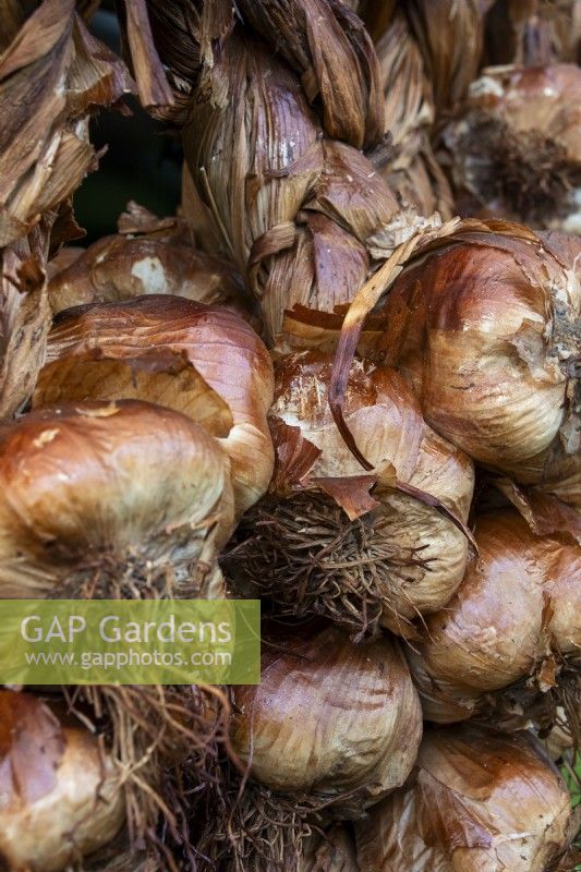 Smoked bulbs of Allium sativum 'Blanc de Lomagne' - garlic - Malvern Autumn Show 2023; Garth Cottage Herbs