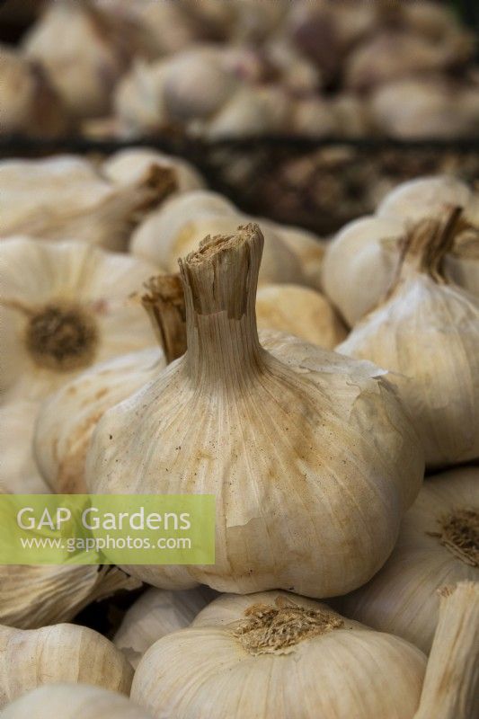 Allium sativum 'Blanc de Lomagne' - garlic - Malvern Autumn Show 2023; Garth Cottage Herbs