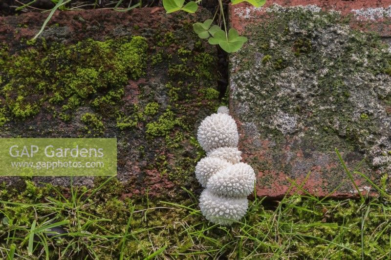 Lycoperdon marginatum - Peeling Puffball Mushrooms growing in joint between red brick edging in grass lawn in summer.