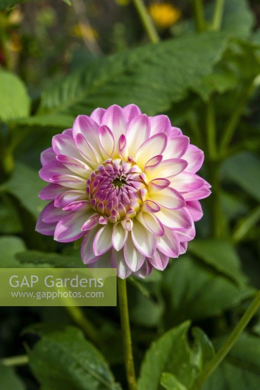 Dahlia 'Sincerity' - October