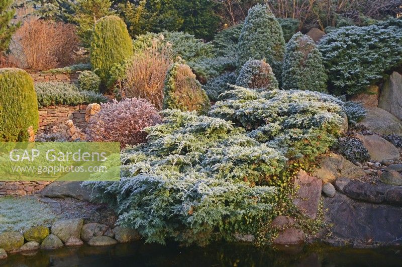 Frosted terraced borders with conifers plants: Juniperus horizontalis, Berberis, Ivy, Miscanthus, Chamaecyparis, December