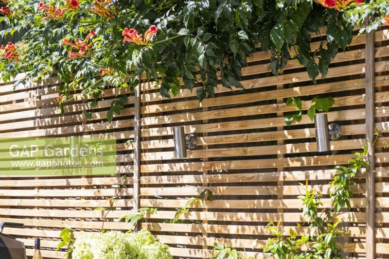 Lighting on wooden fence with Campsis overhanging