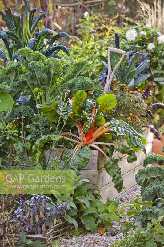 Kitchen garden in November with raised beds full of late crops including curly kale, kale 'Nero di Toscana' and Swiss chard.