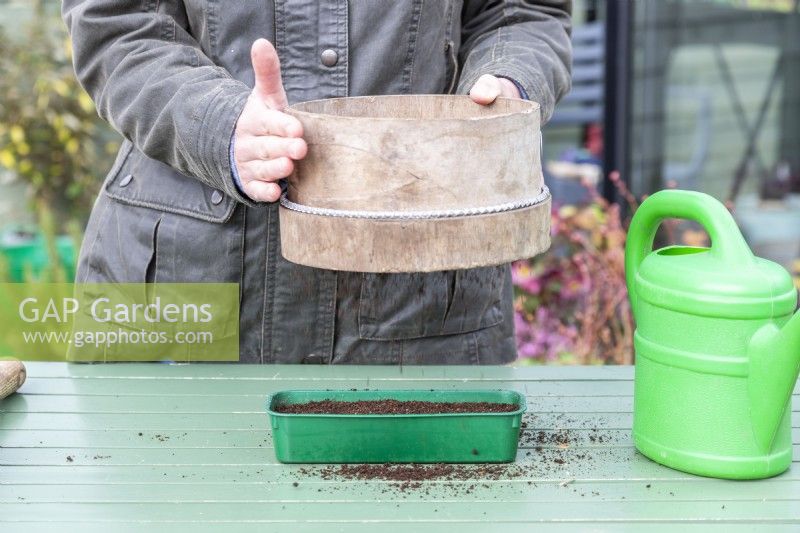 Woman using compost sieve to spread an even layer of compost over the top of the Cabbage seeds