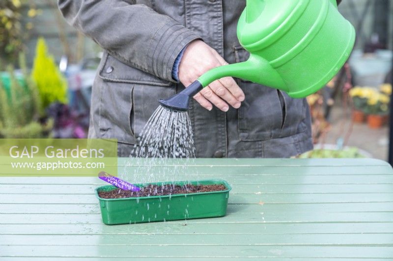 Woman watering Savoy Cabbage 'Vertus' seeds