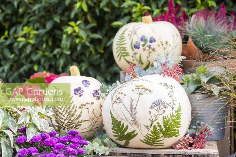 White pumpkins with pressed flowers and leaves on wooden crates surrounded by plants