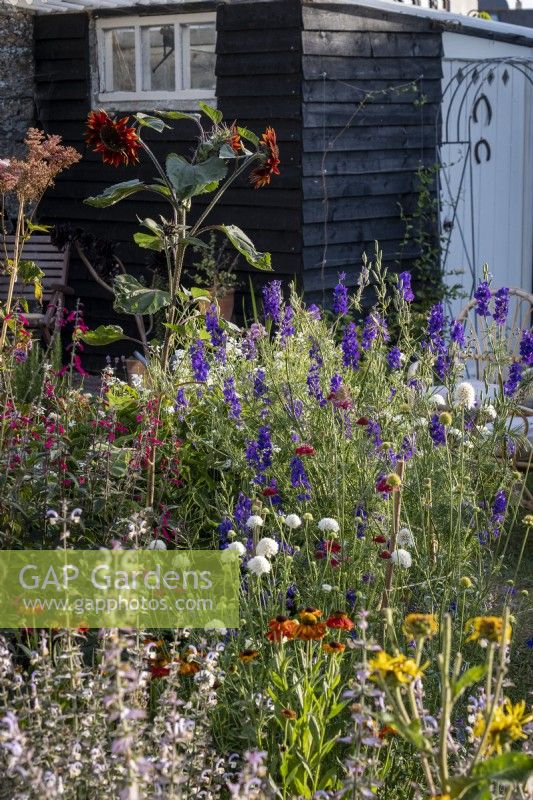 View across cottage garden borders in summer, with Larkspur, Sunflower, Helenium and Scabious