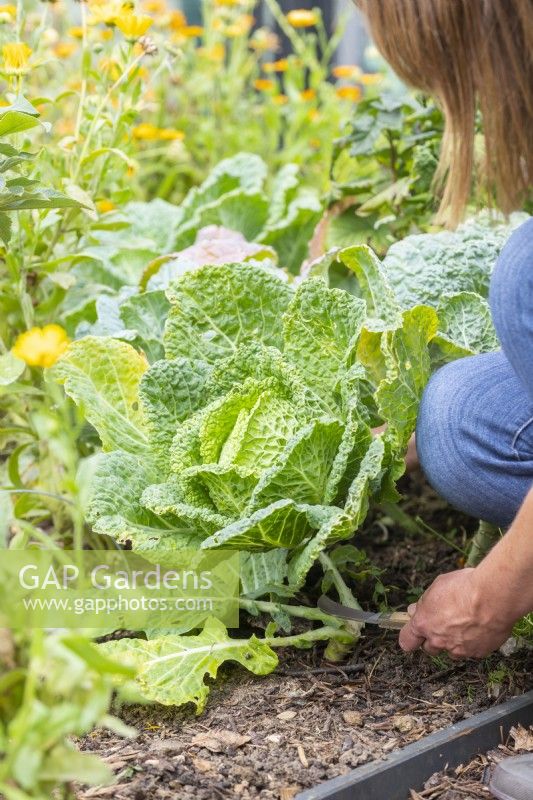 Woman using budding knife to harvest Savoy Cabbage 'Vertus'