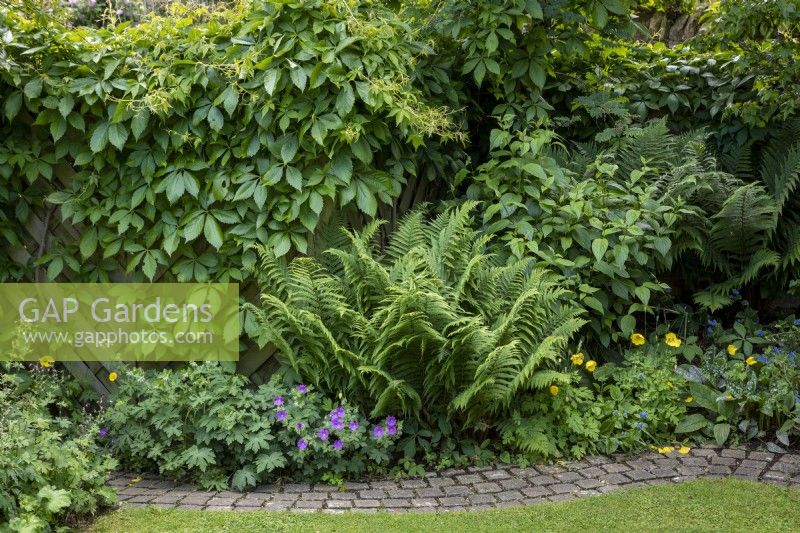 Woodland garden path with Boston ivy, Geranium 'Brookside',
deciduous fern (Matteuccia struthiopteris), Cornus stolonifera 'Flaviramea' and self-seeded Welsh poppies.