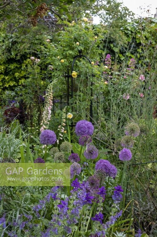 Alliums, Nepeta 'Walker's Low' and Salvia viridis 'Blue Monday', with paler contrasts from Digitalis 'Sutton's Apricot', and roses, Queen Christina, The Pilgrim and Bonica, in the bed behind.