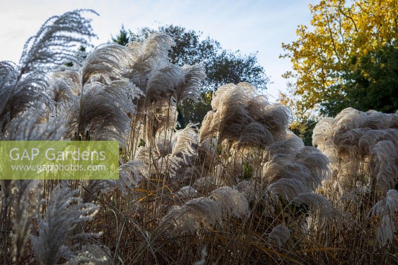 Miscanthus sinensis 'Malepartus'