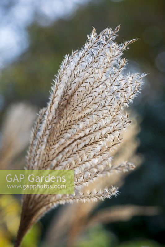 Miscanthus sinensis 'Positano'