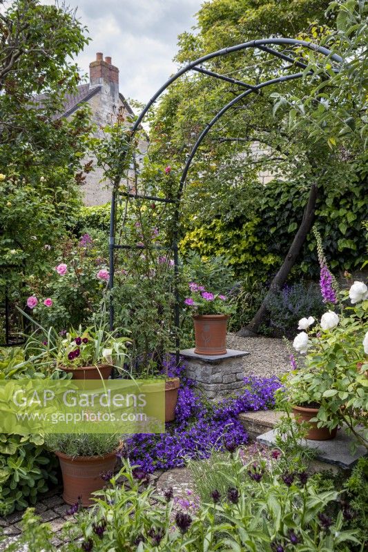 Rosa Bonica behind arch and self-seeded campanula on step. In
the pots: Lavandula angustifolia with Pelargonium bradfordianum and
Pelargonium 'Pink Capitatum'. In the background, against the wall (beneath
Amelanchier lamarckii) Nepeta 'Six Hills Giant'.