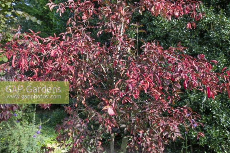 Euonymus europaeus 'Red Cascade' at Winterbourne Botanic Garden, October