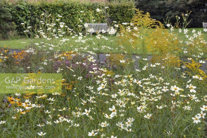 Mixed border of wildflowers at Ness Botanic Garden, Liverpool, September