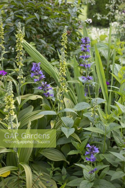 Veratrum album 'Joyce Haywood' flowers, June