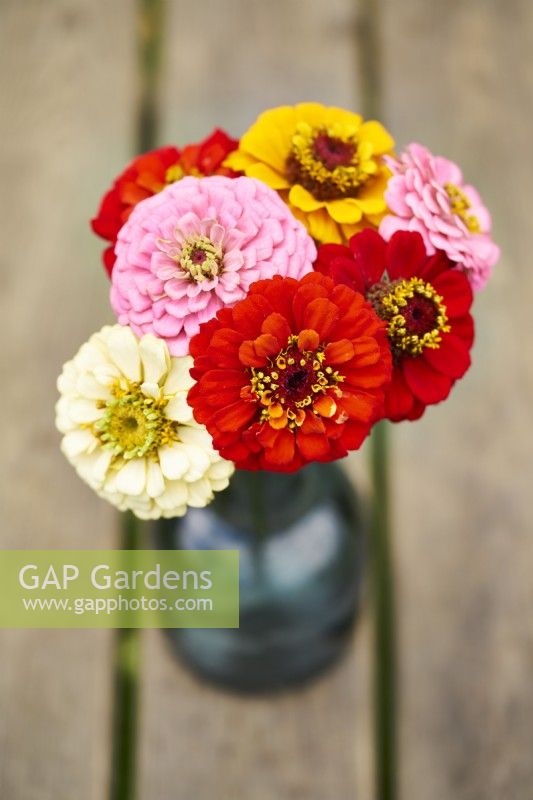 Zinnia Oklahoma mixed Small posy of flowers in a vase