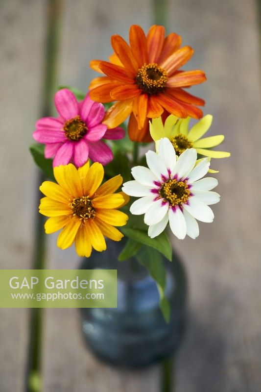 Zinnia Zahara Single Mix in a vase