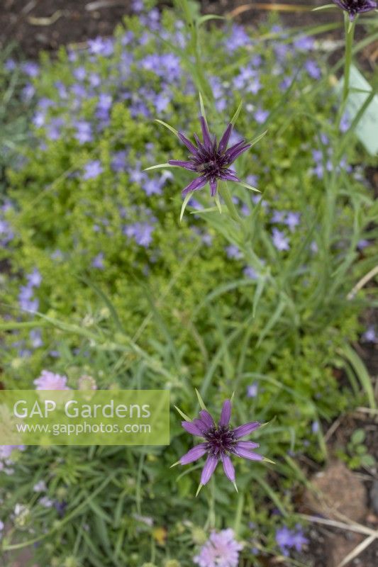 Tragopogon porrifolius - salsify - June