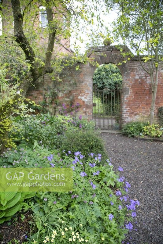 Geranium 'Libani' in mixed bed at Stone House Cottage Garden, April