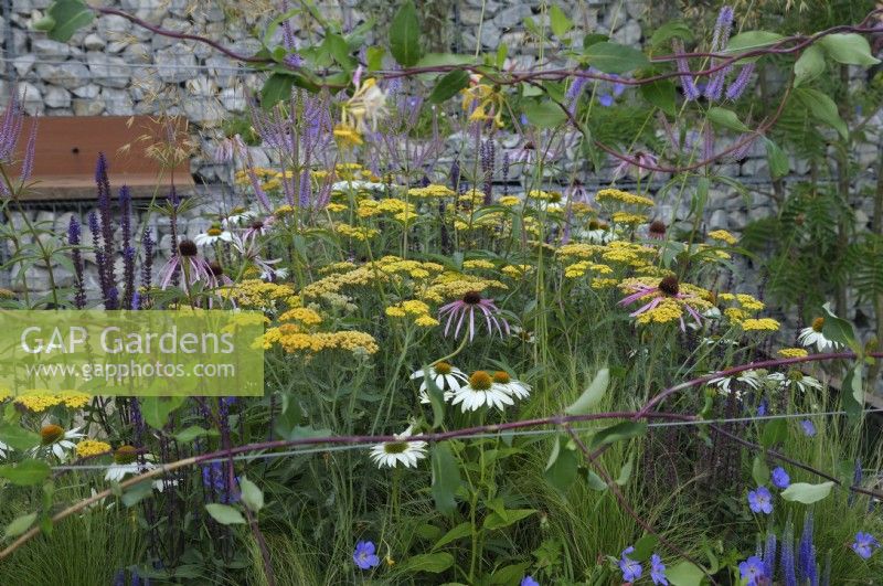 Pollinator-friendly perennials - Echinacea pallida, Echinacea purpurea 'White Swan', Achillea millefolium 'Terracotta' - in a garden design taking inspiration from inner city green developments.  Nuturing Nature in the City - RHS Hampton Court Palace Garden Festival 2023.  Designed by Caroline Clayton and Peter Clayton 