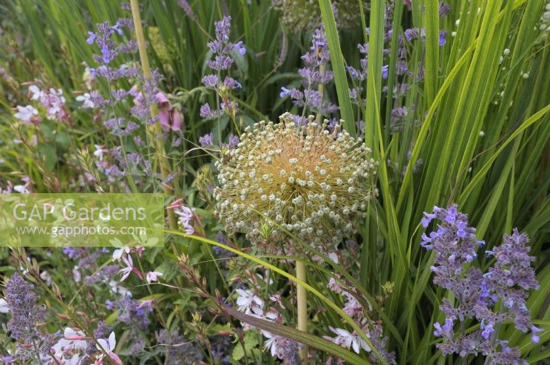Allium 'Mont Blanc' seedhead with nepeta and gaura - The Vitamin G Garden, RHS Hampton Court Palace Garden Festival 2022.  Designers: Alan Williams with Jo Whiley