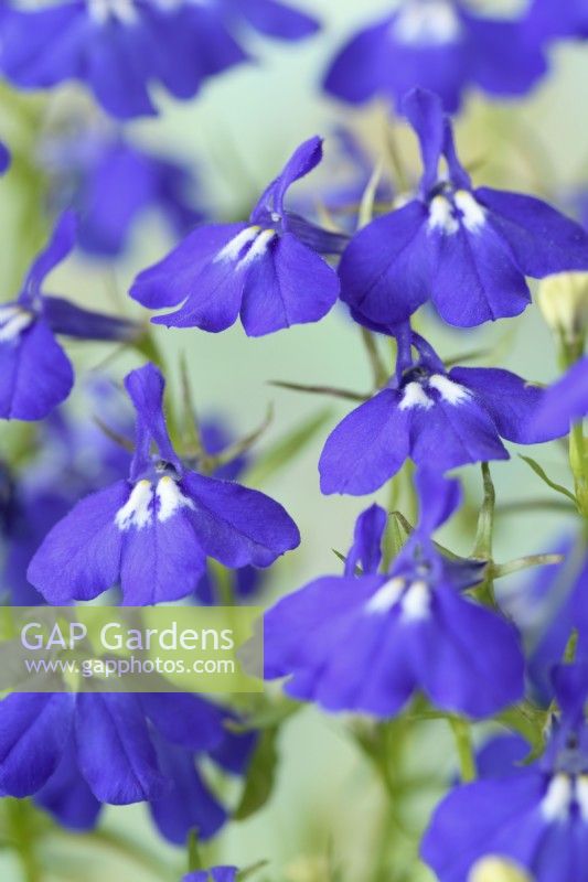 Lobelia erinus  'Crystal Palace'  July