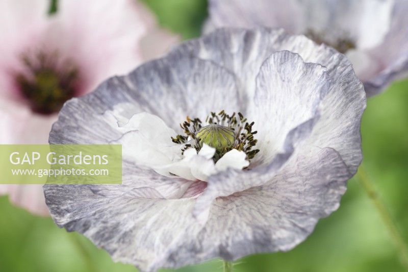 Papaver rhoeas  'Amazing Grey'  Poppy  Variable in colour and form  June