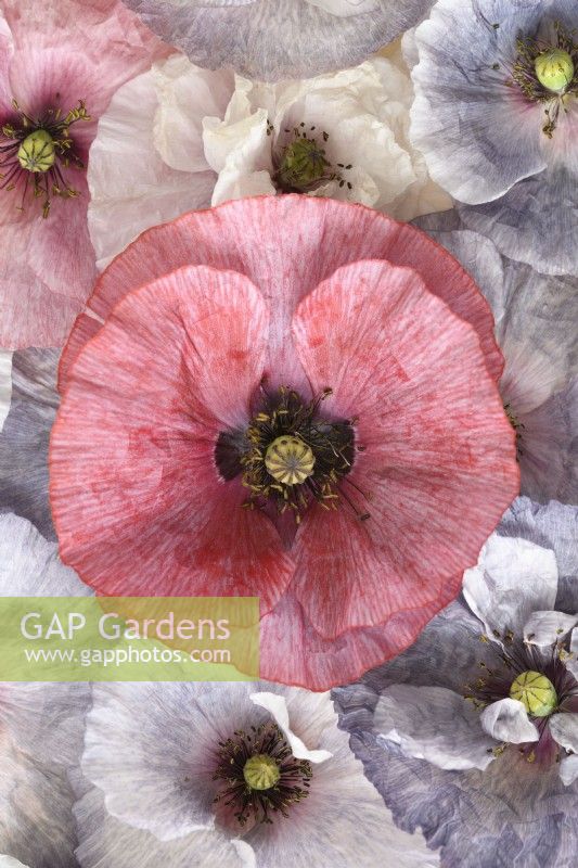 Papaver rhoeas  'Amazing Grey'  Poppy  Variable in colour and form  Picked flower heads with red and white flower that a few plants produced  July